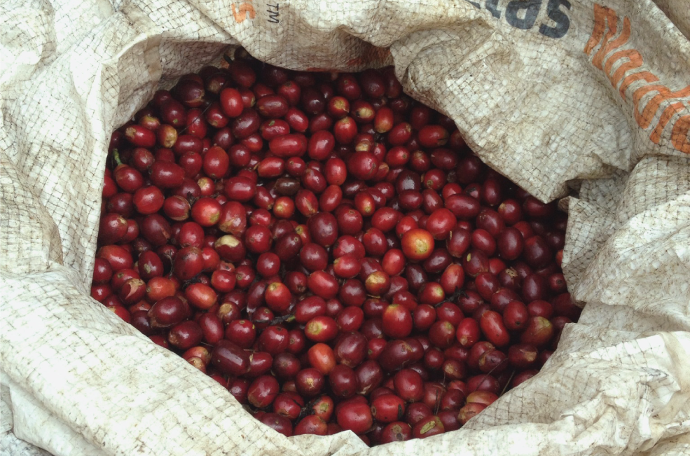 coffee cherries in a bag.